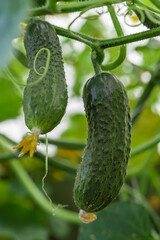 A couple of cucumbers ripen in the greenhouse. Juicy fresh cucumber close-up on a background of leaves. Concept of organic home eco food. Eco bio farm.