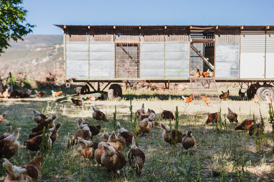 Free range chickens feeding next to coop