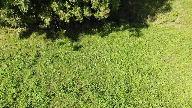 Vegetazione con drone