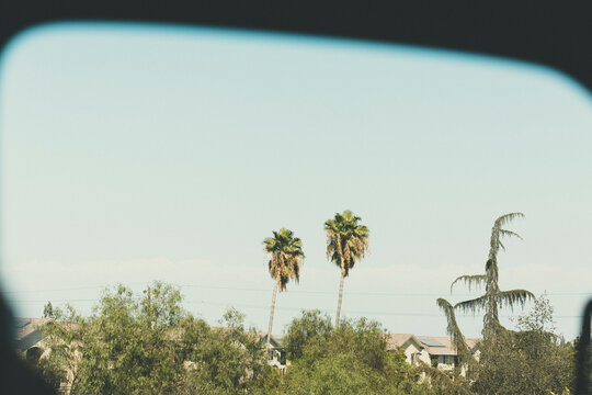 two palm trees sticking out ouf an urban setting