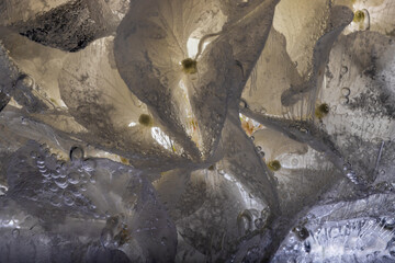 Hyazinthe in kristallklarem Eis 1