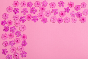 phlox flowers on pink paper background