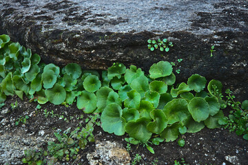 Planta de nombre común ombligo de venus, con sus hojas redondas y verde brillante, en crecimiento...