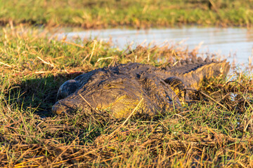 Huge Nile Crocodile resting and warming up in the grass over the banks of the Zambezi river at...
