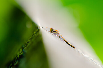 Dragonfly in close-up on a wooden fence.