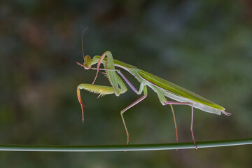 green praying mantis