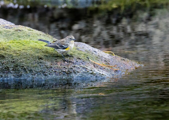 Yellow Rumped Warbler in the South Platte River