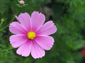 Obraz premium cosmea bipinnata