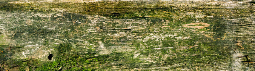 altes morsches holz mit kleinen pflanzen überwachsen, kontrastreiche maserung, feuchtes hellgrünes moos, pilze und flechten, natürlicher lebensraum für insekten und käfer, ökologie und  umweltschutz