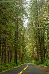 Road running in the pluvial rain forest of Olympic peninsula - WA, USA