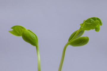Bean seedlings