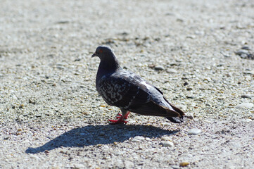 pigeon on the beach