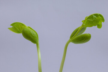 Bean seedlings