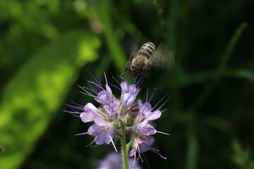 A bee flies over a phacelia flower to collect nectar green backgound