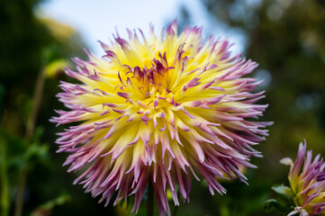 A colorful dahlia in a garden