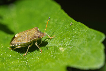 Insecte.