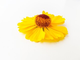 Yellow rudbeckia flower or coneflower on a white background with green leaves. Autumn coneflowers. Background.