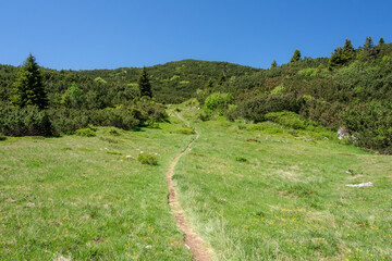 Fototapeta na wymiar Narrow trail through a meadow in the beautiful alpine landscape of the 