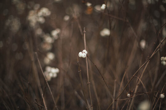Snowberries