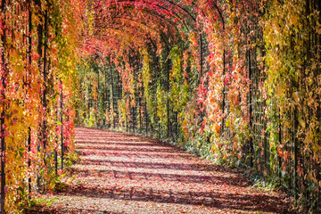 Fototapety  Jesienne liście czerwone tło, z bliska. Ogromne ściany tunelu czerwonych liści na winorośli winorośli Virginia pnącze Parthenoci.