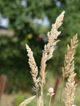 Gras auf der Wiese