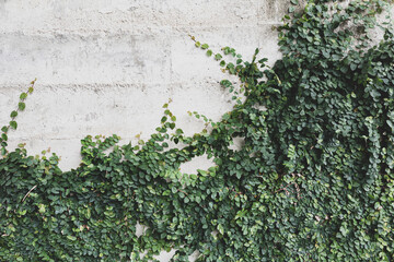 Green Creeper Plant on a white Wall Background