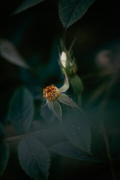 Life and death: petal less rose flower head close to closed rosebud