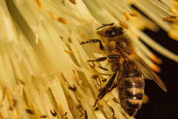 Abeille.