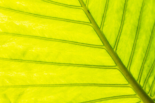 Macro of green leaf veins