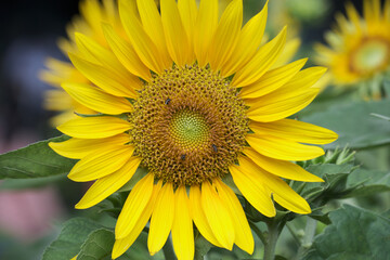 A large yellow sunflower with many honey bees