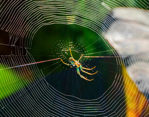 leucauge venusta
