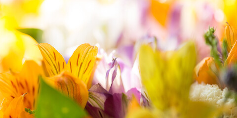 Fototapeta na wymiar Alstroemeria flowers close-up macro on a blurred background. Banner. Selective focus.