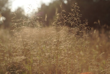 Obraz na płótnie Canvas dry grass seeds natural background