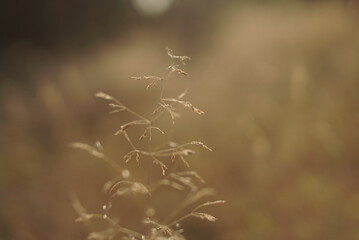 dry grass seeds natural background