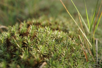 Green Moss Natural Background Texture