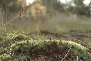 Green Moss Natural Background Texture