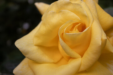 Yellow rose, rose close-up, flowers close-up, rose petals, beautiful flowers, garden, rose in the garden