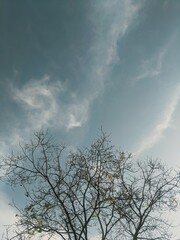 sky and tree