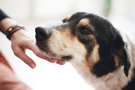 Girl gently caressing dog's face