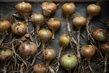 Onions harvested in autumn and laid out to dry, 