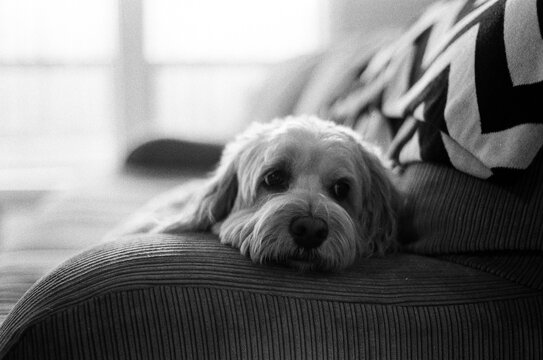 Dog on Couch