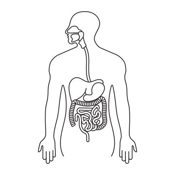 recommend clip art: Human gastrointestinal tract or digestive system line art icon for apps and websites