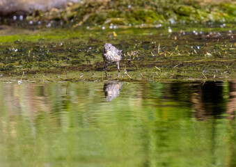 Yellow Rumped Warbler in Eleven Mile Canyon