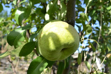 pear tree