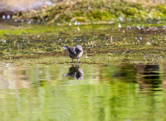 Yellow Rumped Warbler in Eleven Mile Canyon
