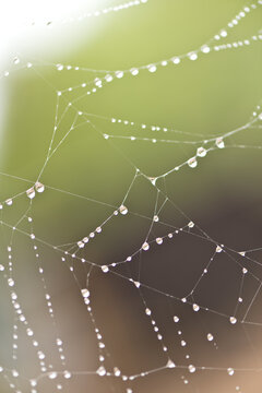 spiders web after the rain