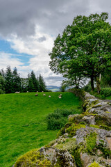Obraz premium Rural scenery of stone fence, pastry, green tree and cloudy sky