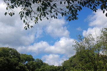 하늘과 나무 잎