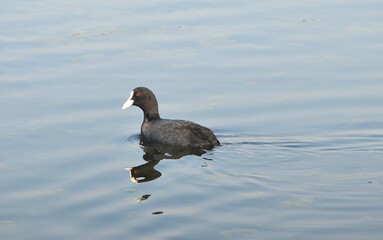 waterhen coot