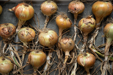 Onions harvested in autumn and laid out to dry, 